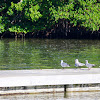 Laughing gull (nonbreeding adult)