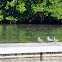 Laughing gull (nonbreeding adult)