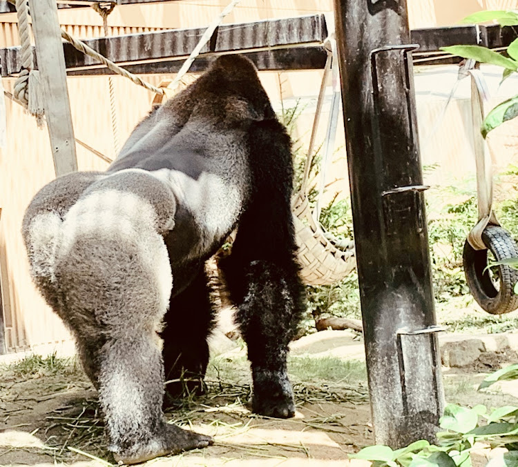 レガシィ アウトバックの駐車場・京都ドライブ・動物園に関するカスタム事例の投稿画像5枚目