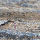 Mauryan grey shrike