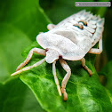 White stink bug, nymph