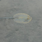 Bluespotted ribbontail ray