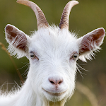 goat rampage simulator - wild life Apk