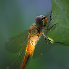 Globe Skimmer