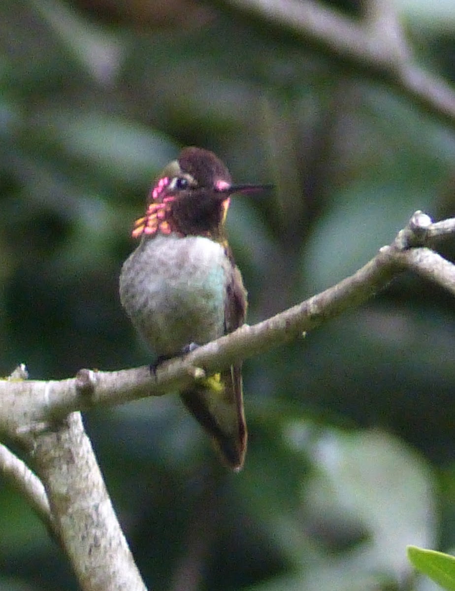 annas hummingbird