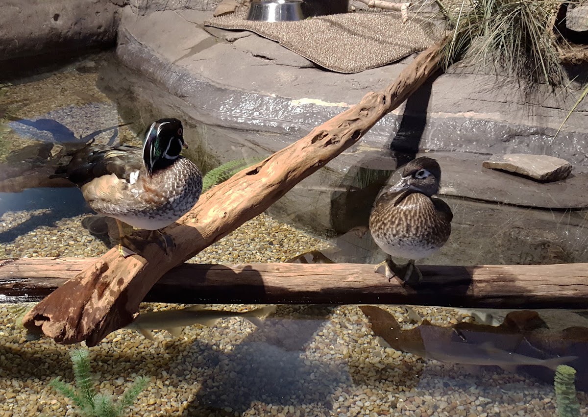 Wood Duck