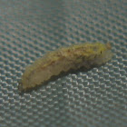 Syrphid Fly larva