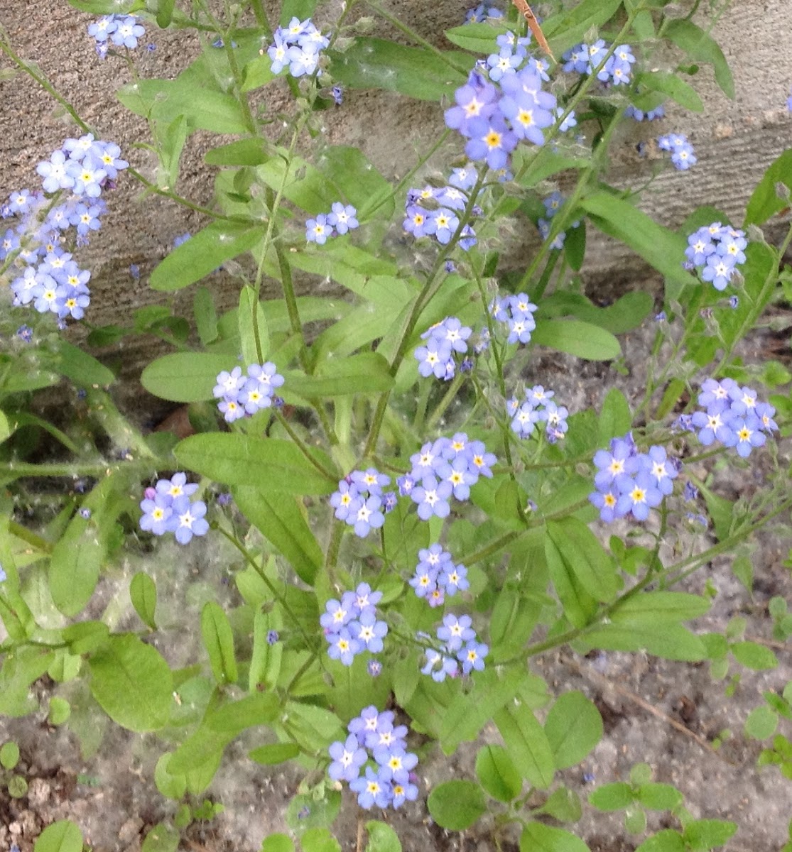 Forget me nots