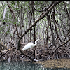 Great Egret