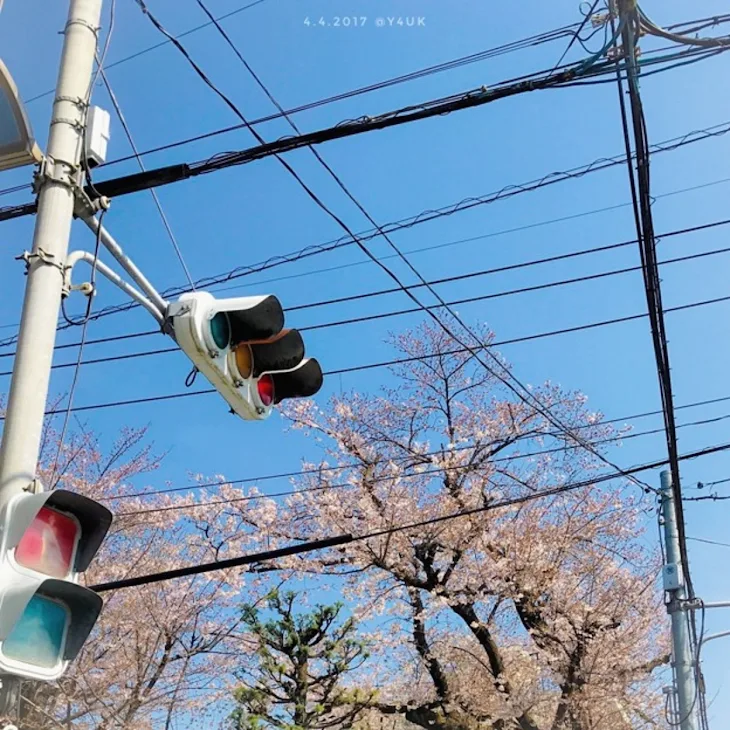 「電柱と花」のメインビジュアル