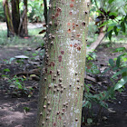 Kapok Tree