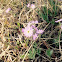 Bird's-eye Primrose