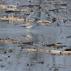 Greater Yellowlegs