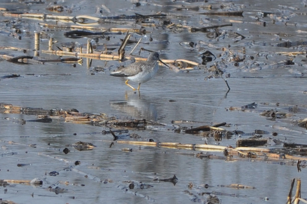 Greater Yellowlegs