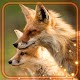 Download Fox Summer Forest Live Wallpaper For PC Windows and Mac 1.0