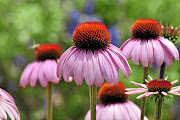 Echinacea.