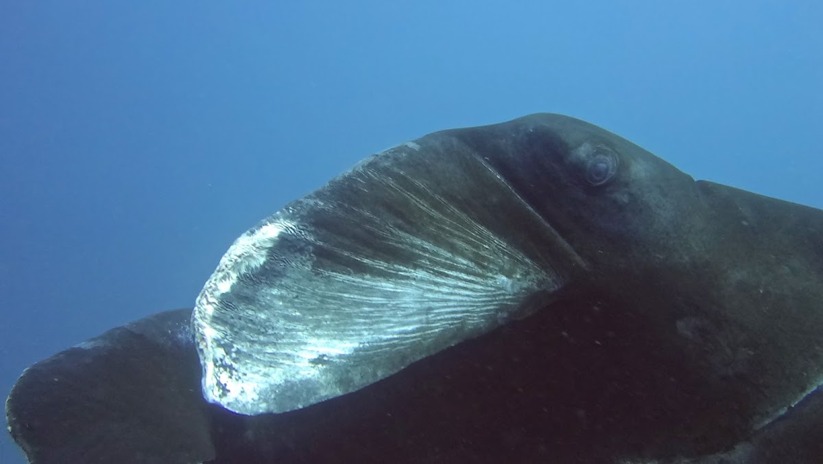 Melanistic Reef Manta Ray