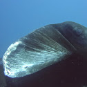 Melanistic Reef Manta Ray