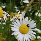 Leaf Beetle