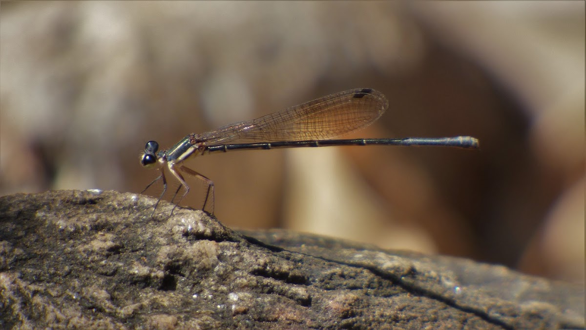 Threadtail