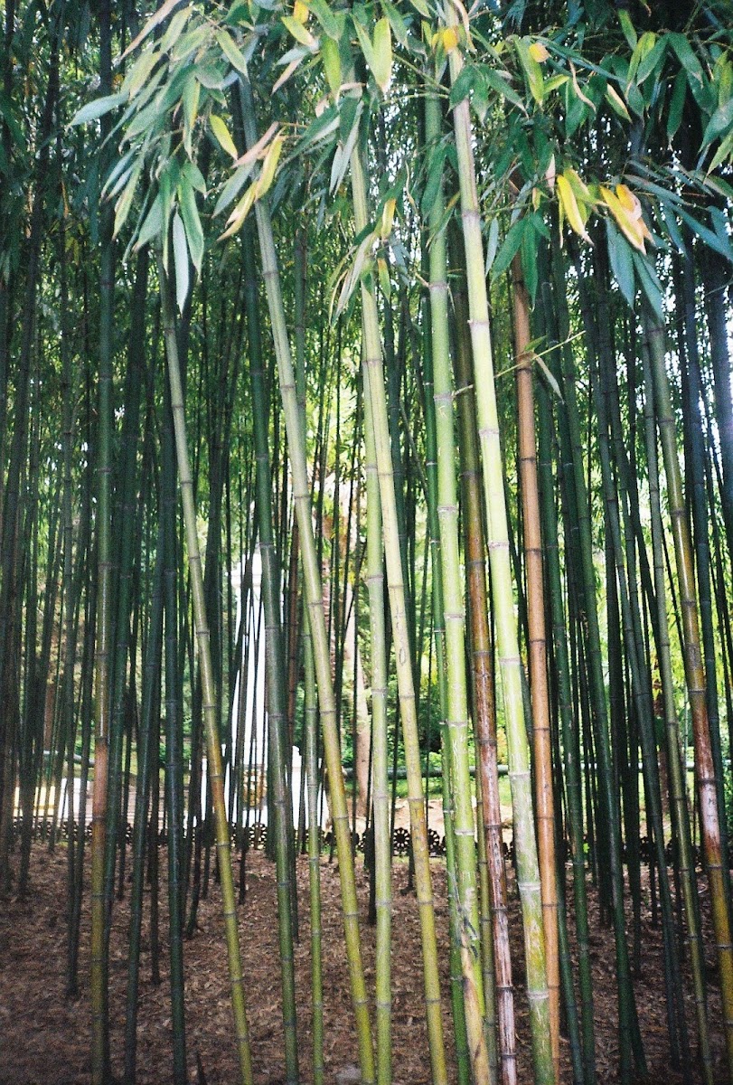 Common bamboo / Бамбук