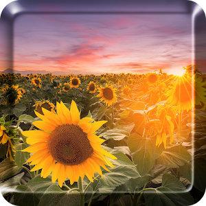 Download Sunflower Live Wallpaper HD For PC Windows and Mac