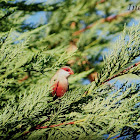 Common Waxbill