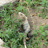 Spiny-tailed Iguana