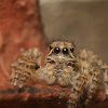 Jumping Spider