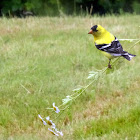 American Goldfinch