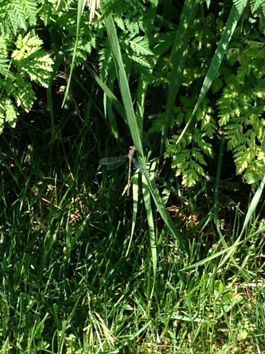 Fawn Darner, Dragonfly