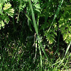 Fawn Darner, Dragonfly