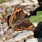 Mangrove Buckeye