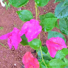 Bougainvillea