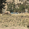 Big horn sheep