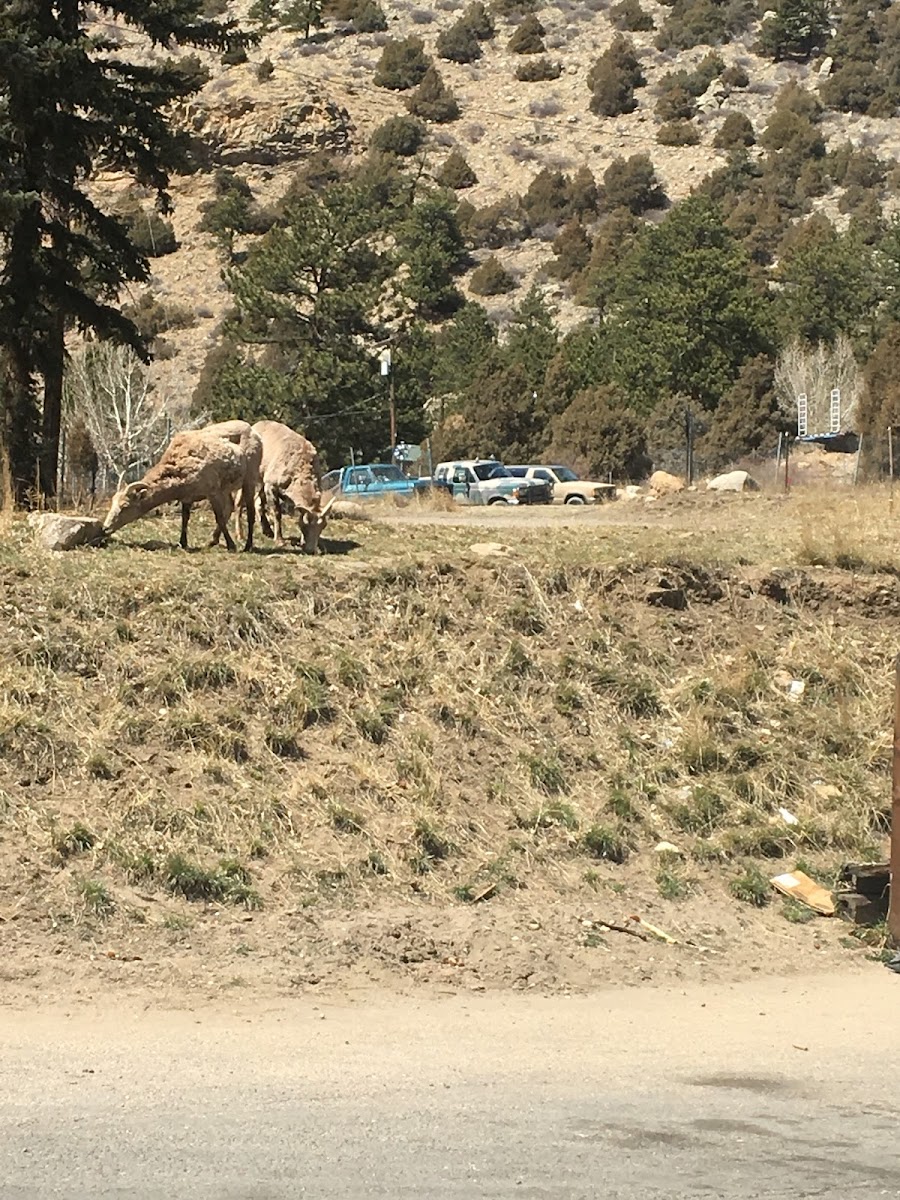 Big horn sheep