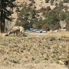 Big horn sheep