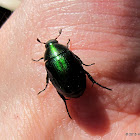 Dune chafer