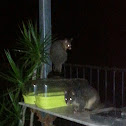 short-eared possum