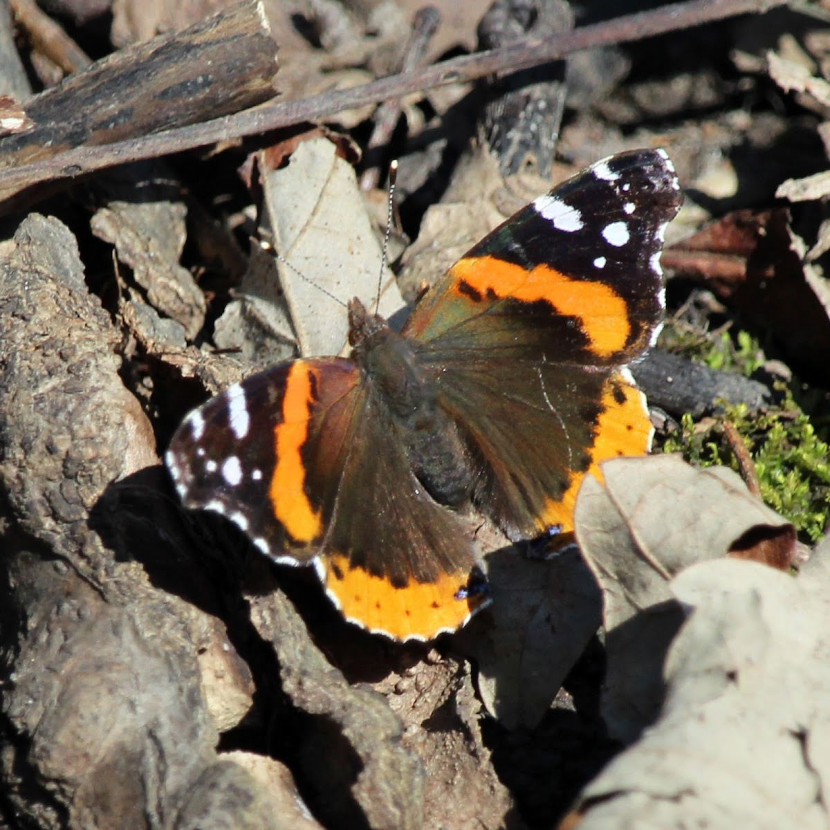 Red Admiral Butterfly