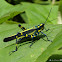 Lubber grasshopper!