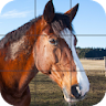 Beautiful Horses Puzzle icon