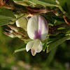 Sericea Lespedeza, Chinese Lespedeza