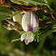 Sericea Lespedeza, Chinese Lespedeza