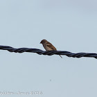 House Sparrow; Gorrión Común