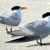 Royal Tern