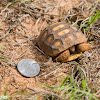 Gopher Tortoise Hatchling