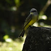 Couch's kingbird