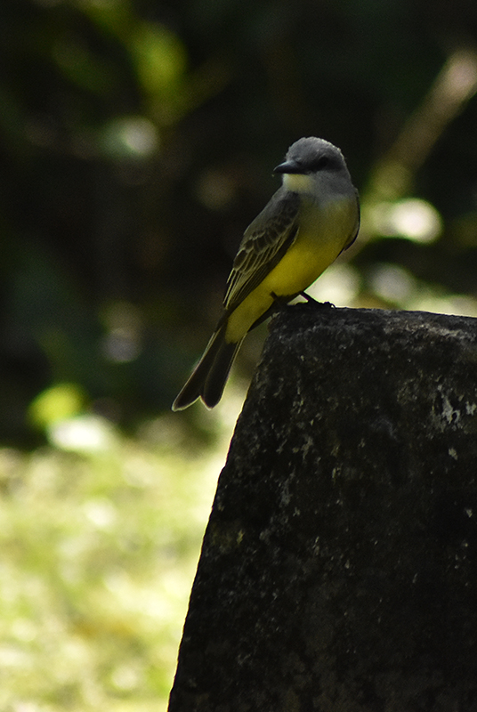 Couch's kingbird