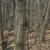 Red-Bellied Woodpecker